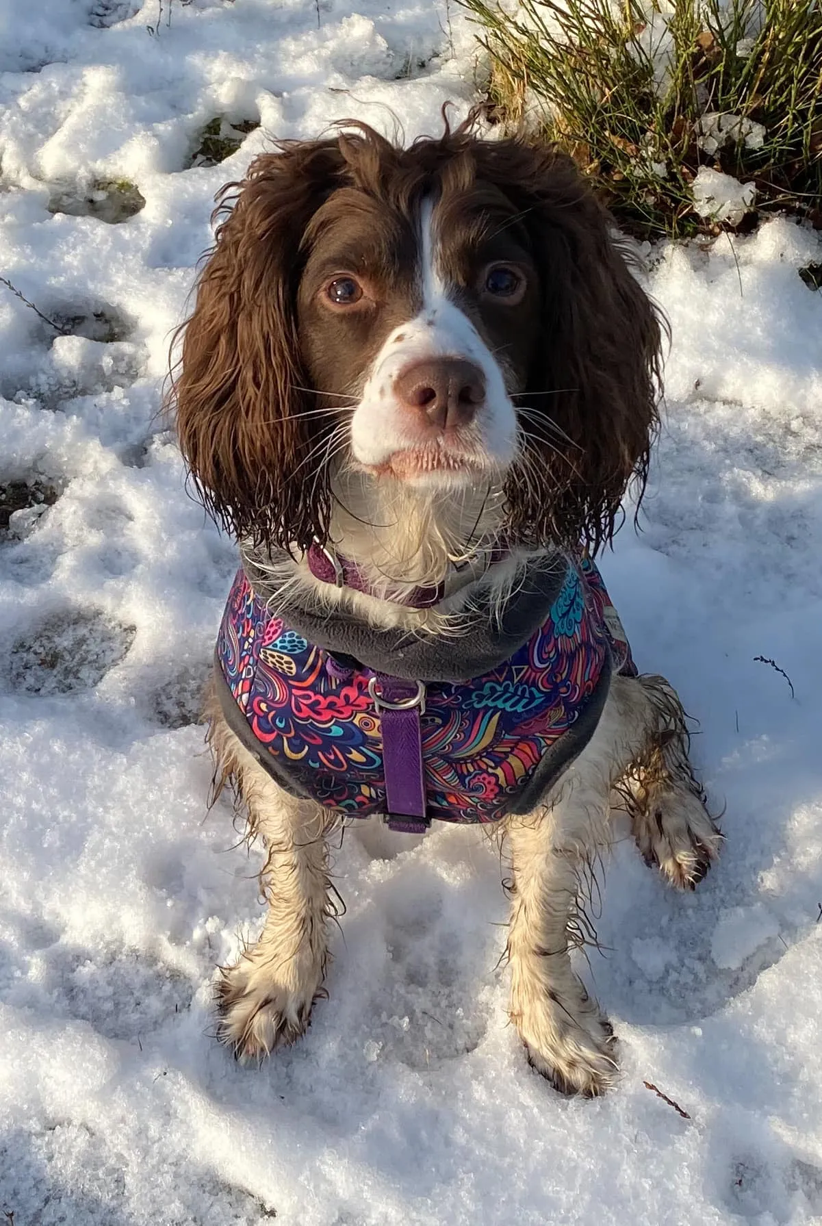 Bohemian Waterproof Microfleece McTog Dog Jumper